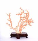 Chinese Natural Untreated Angel Skin Pink Sea Coral  on Stand 10.3